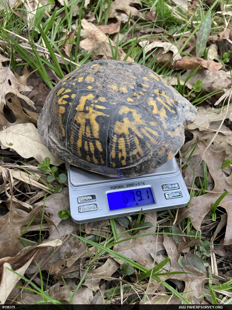 Eastern Box Turtle