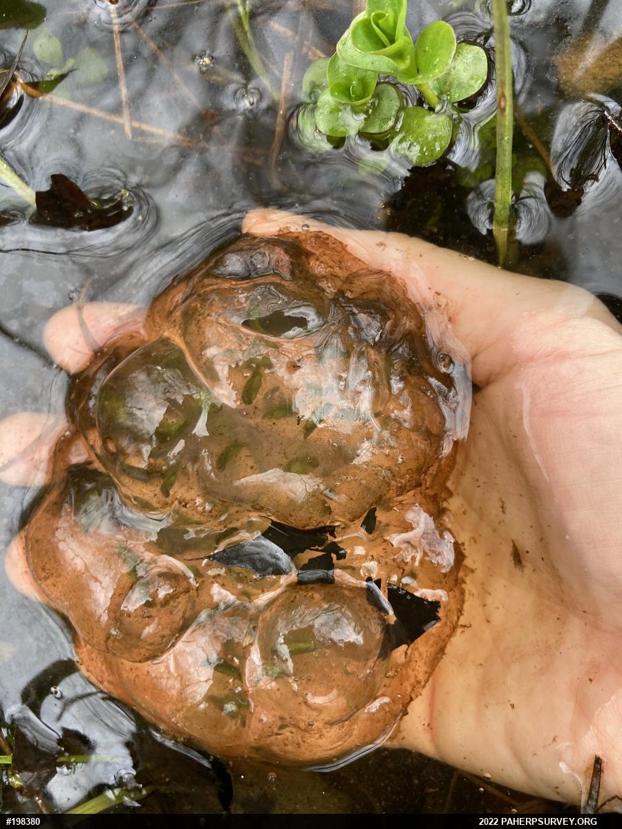 Spotted Salamander