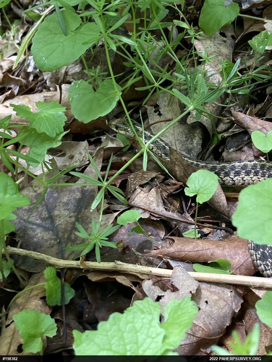 Eastern Gartersnake