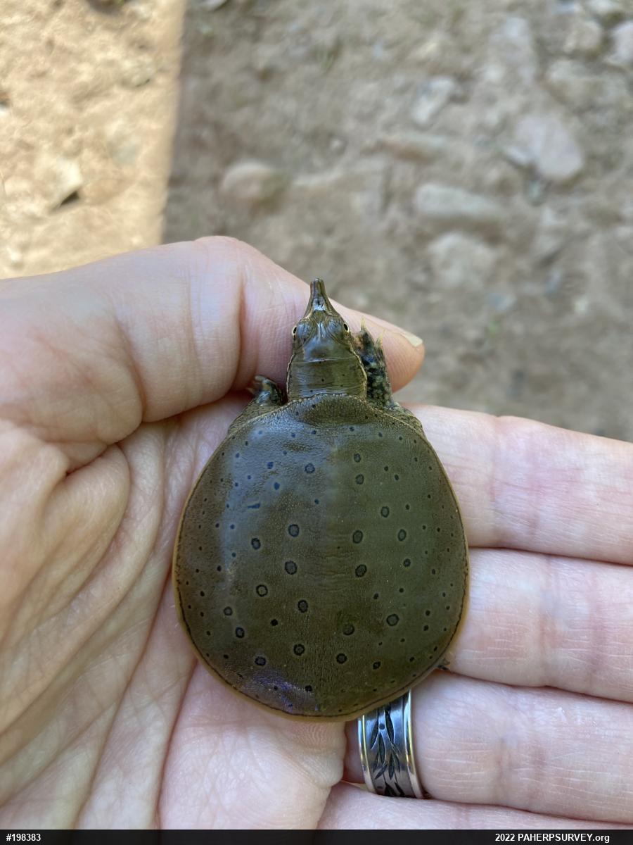Eastern Spiny Softshell