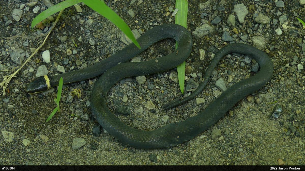 Northern Ring-necked Snake