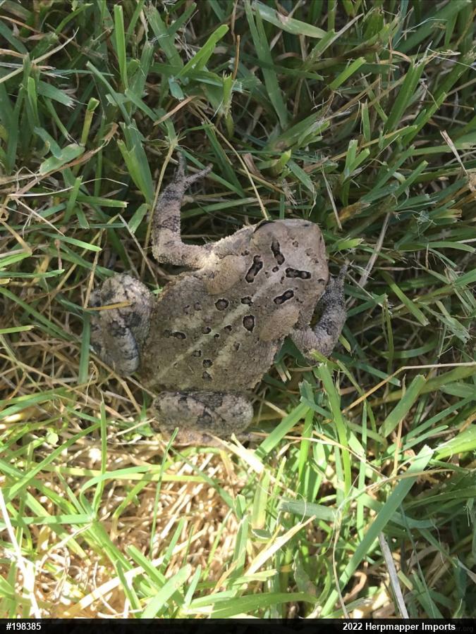 Eastern American Toad