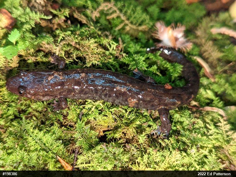 Seal Salamander