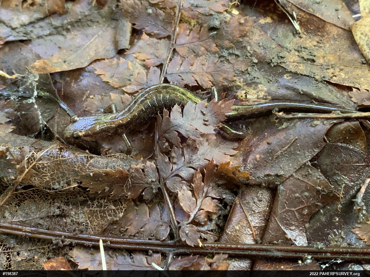 Allegheny Mountain Dusky Salamander