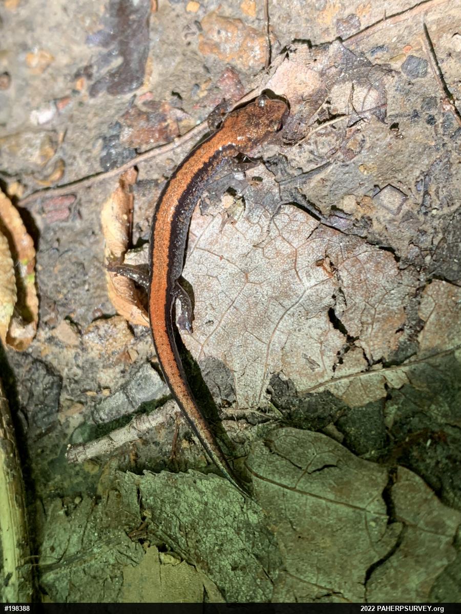 Eastern Red-backed  Salamander