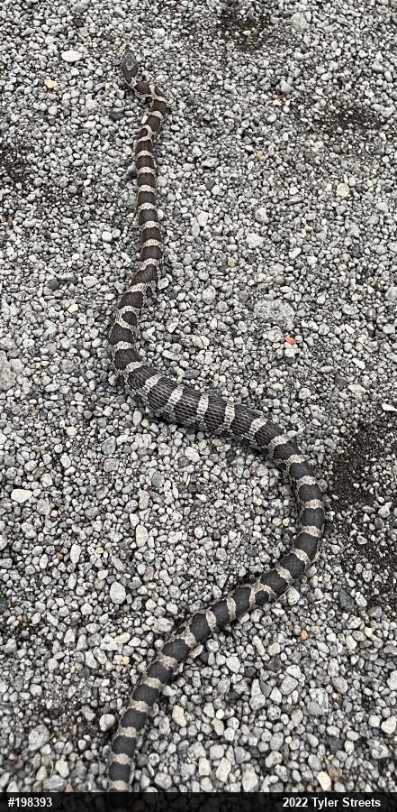Eastern Milksnake