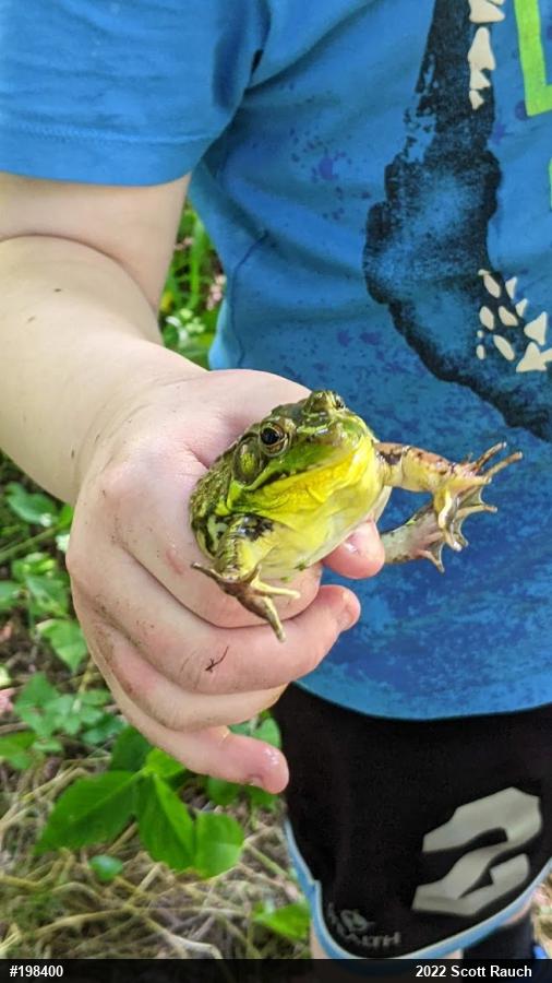Green Frog