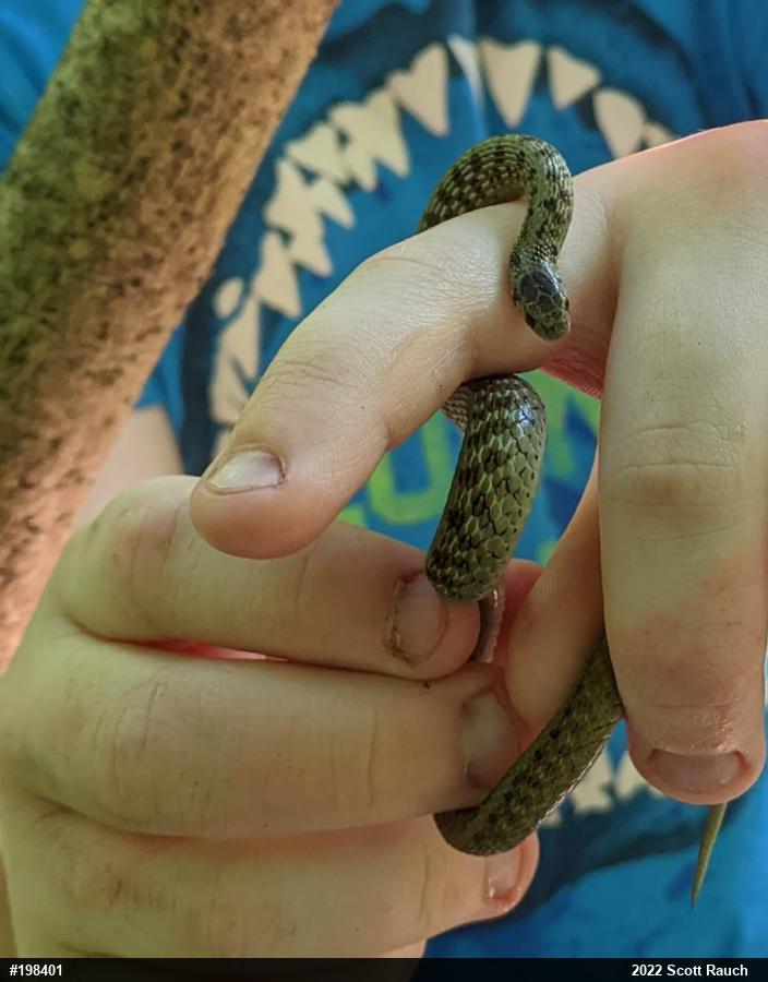 Dekay's Brownsnake