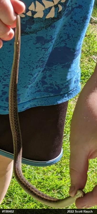 Eastern Gartersnake