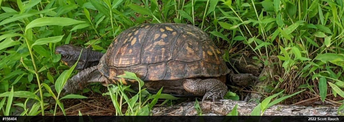 Eastern Box Turtle