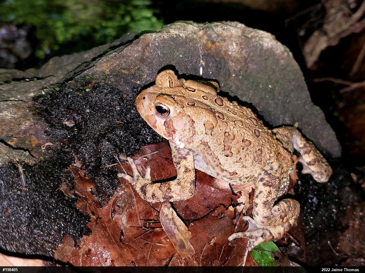 Eastern American Toad