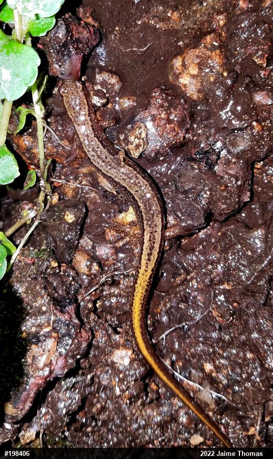Northern Two-lined Salamander