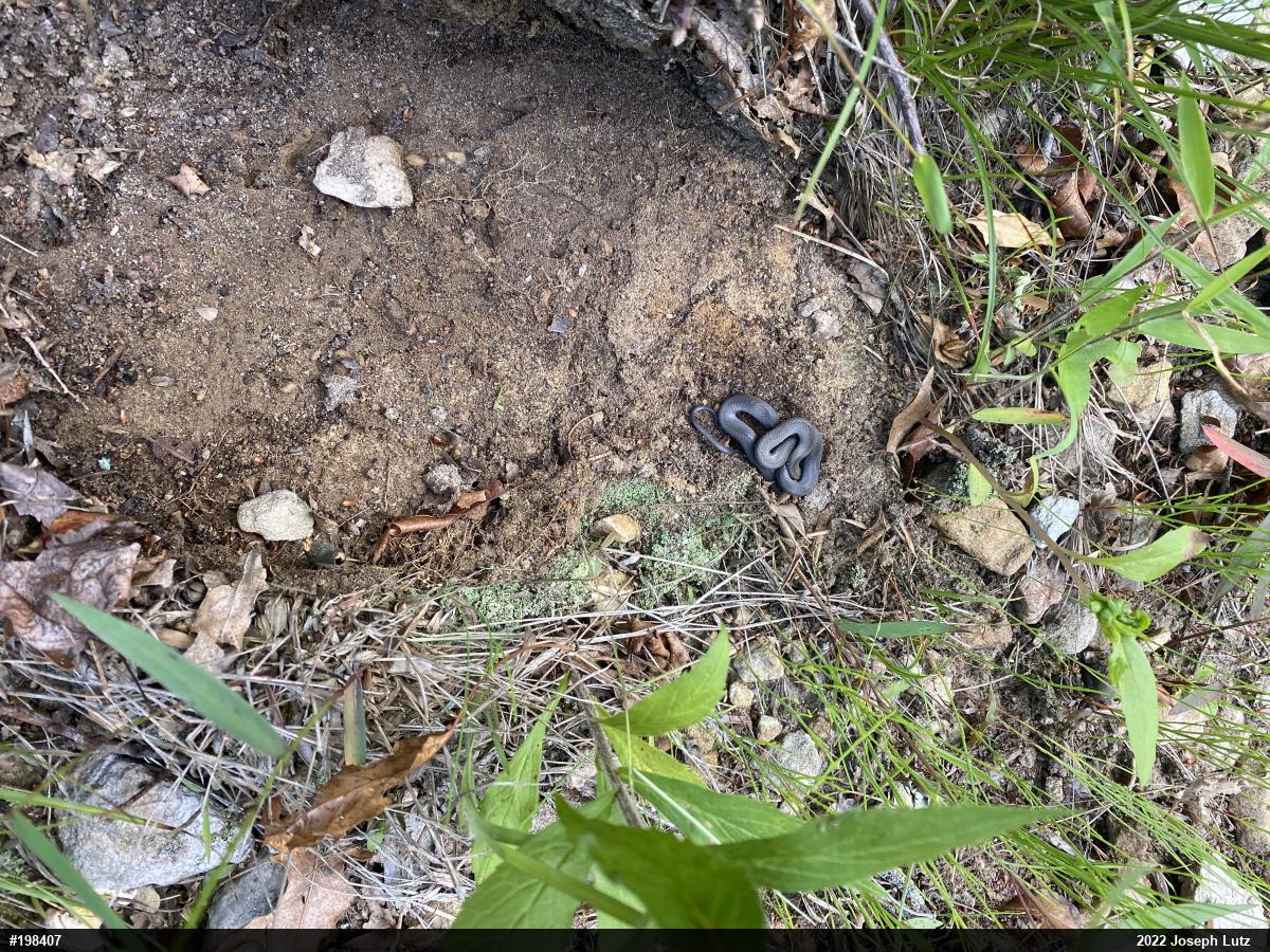 Northern Ring-necked Snake