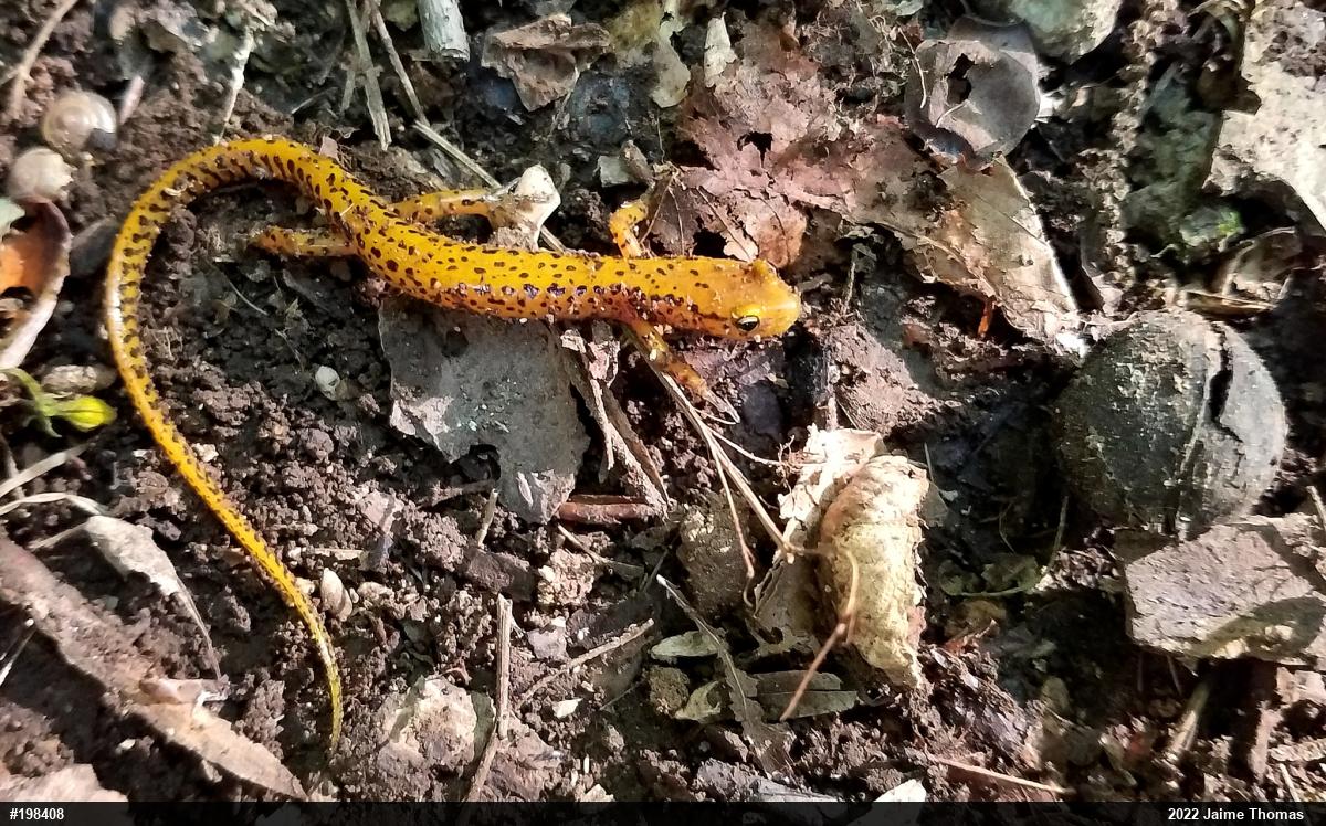 Eastern Long-tailed Salamander