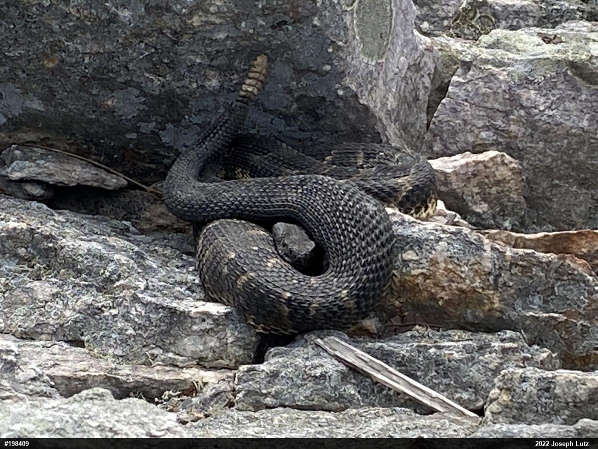 Timber Rattlesnake