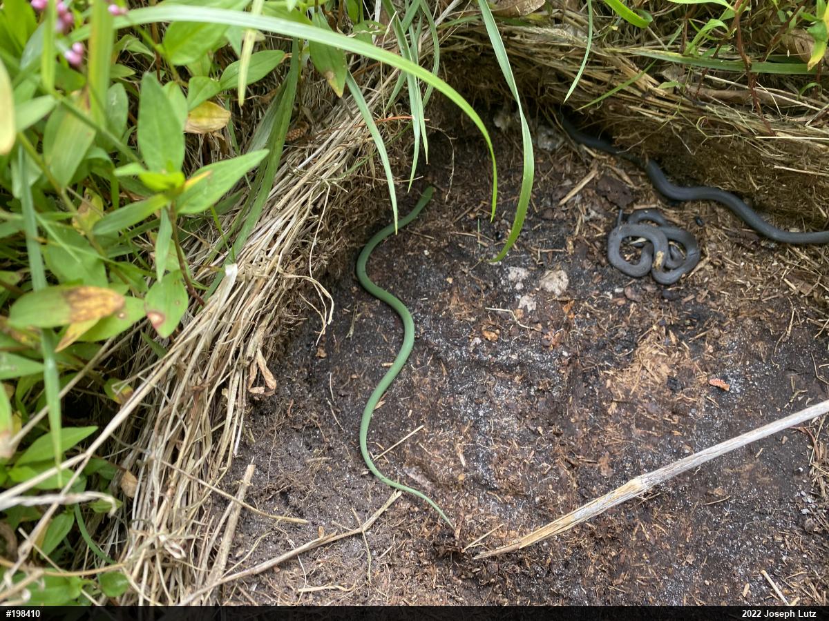 Smooth Greensnake