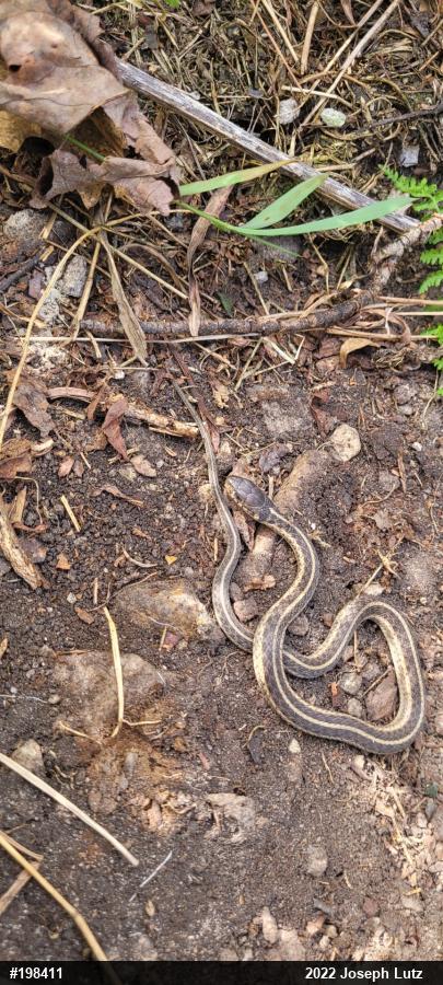 Eastern Gartersnake