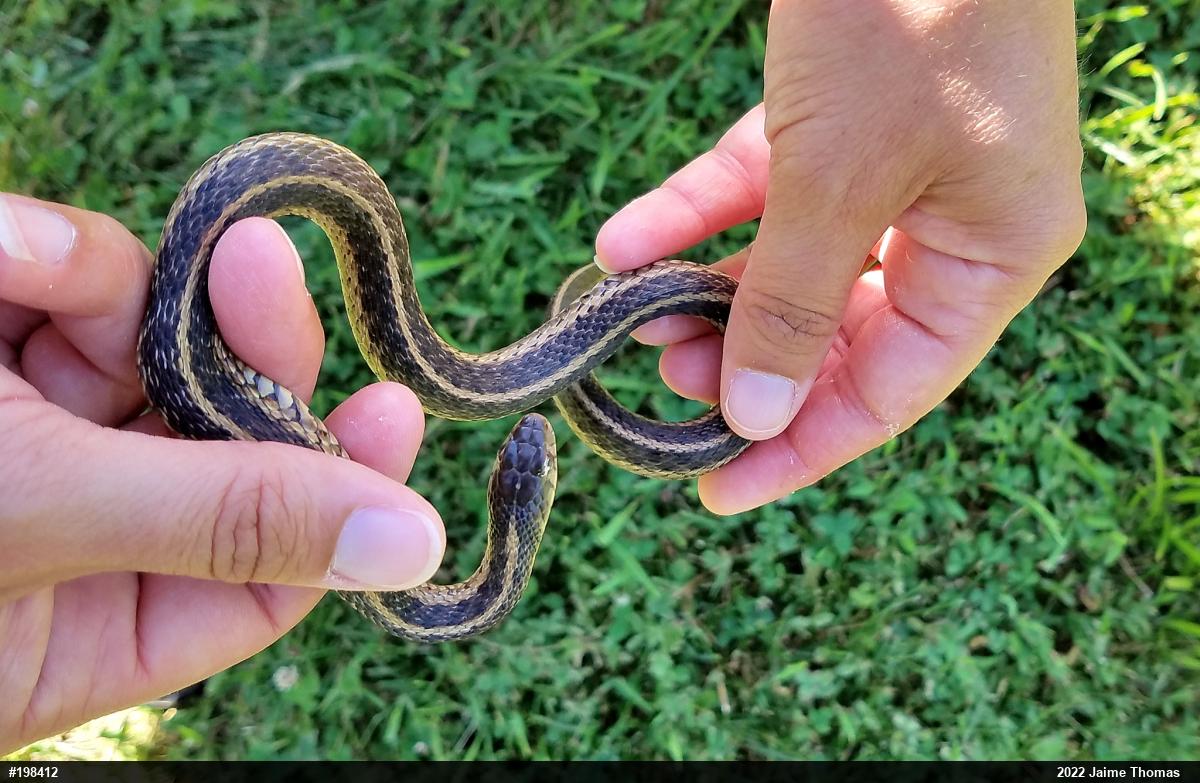 Eastern Gartersnake