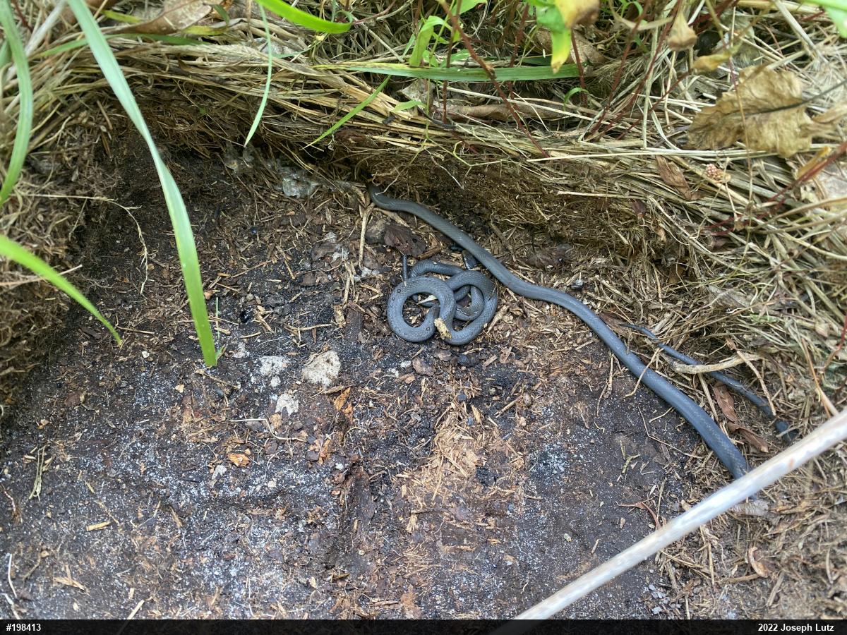 Northern Ring-necked Snake