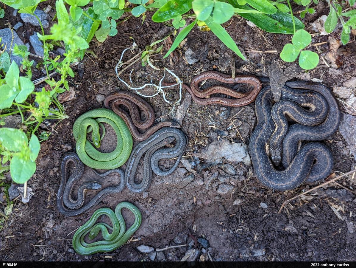 Red-bellied Snake