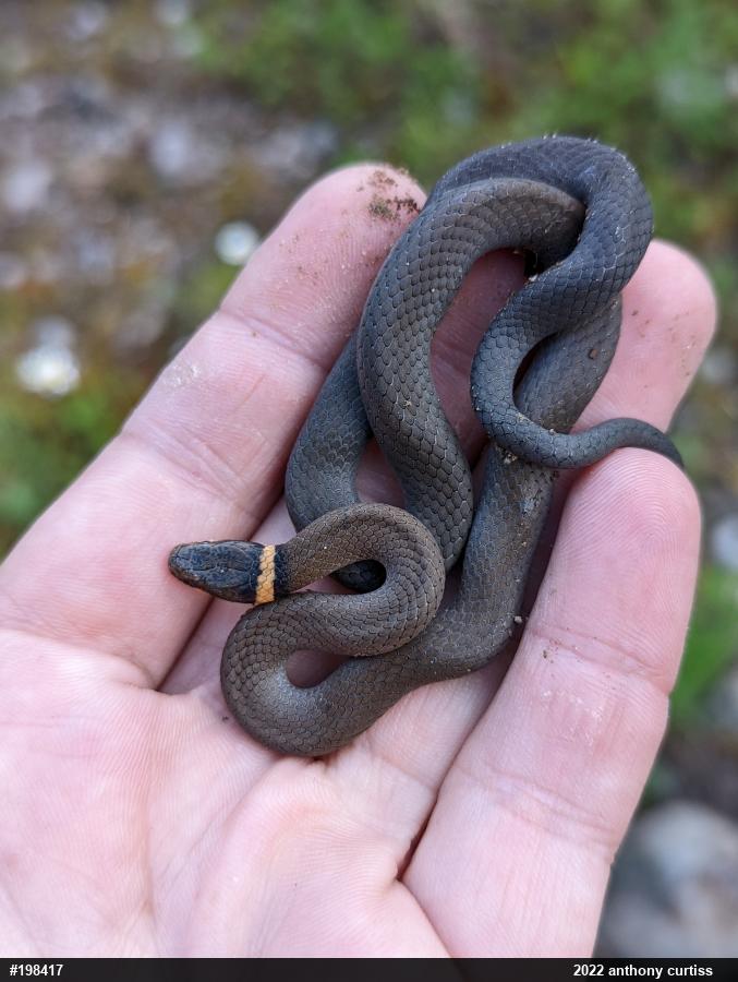 Northern Ring-necked Snake