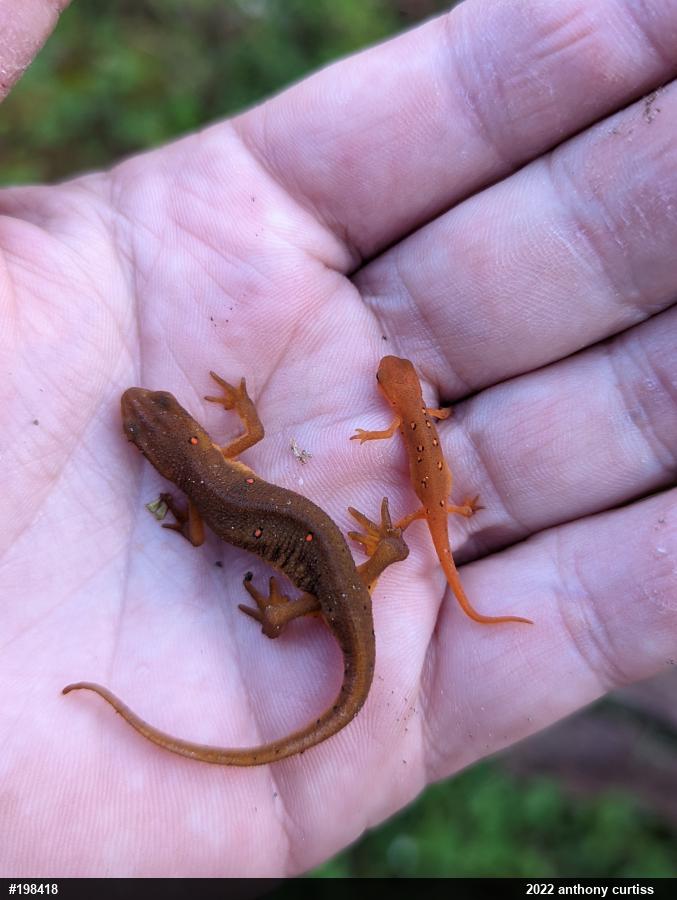 Red-spotted Newt