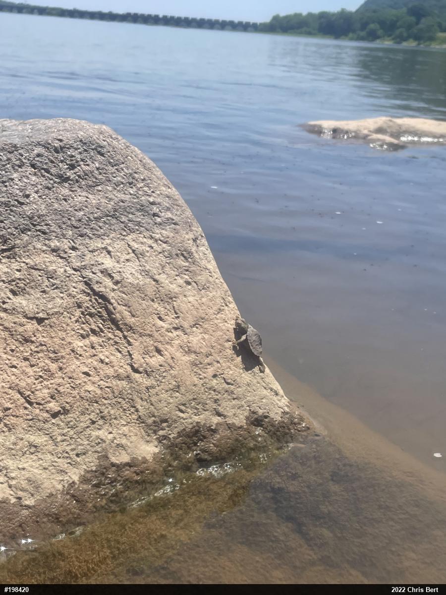 Northern Map Turtle