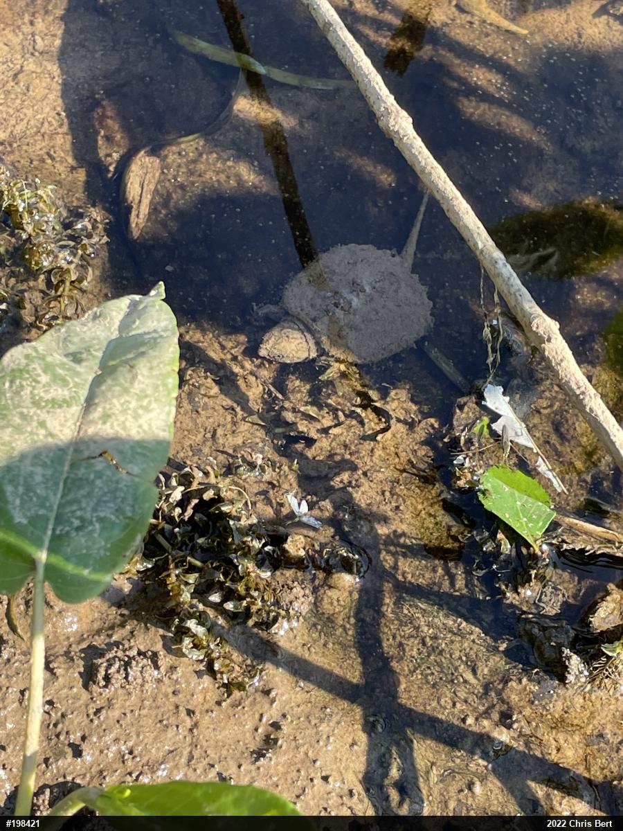 Snapping Turtle