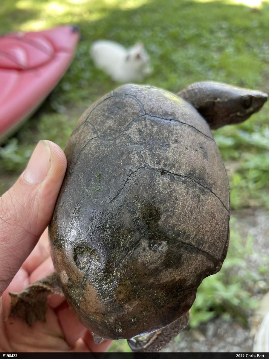 Eastern Musk Turtle