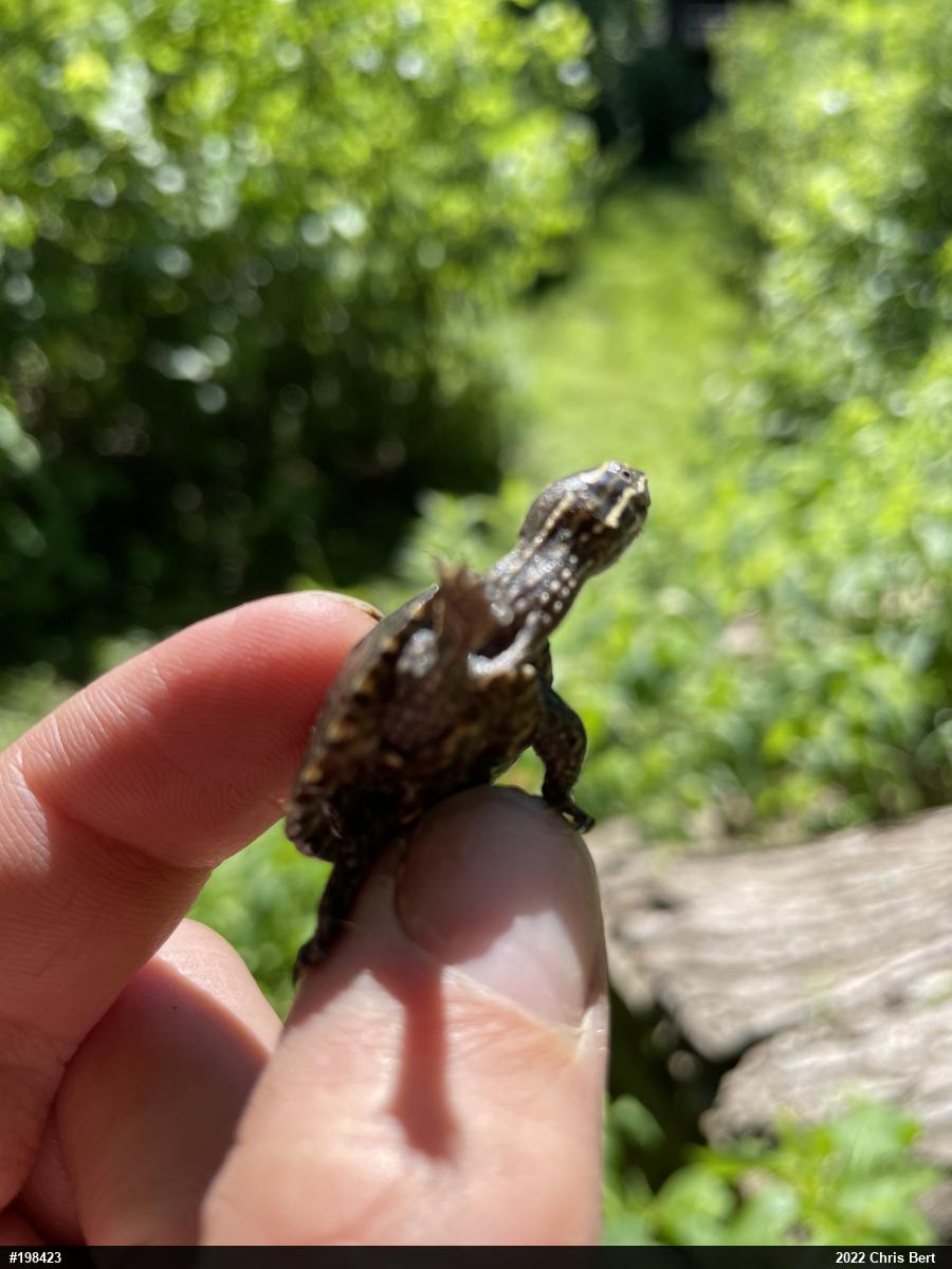 Eastern Musk Turtle