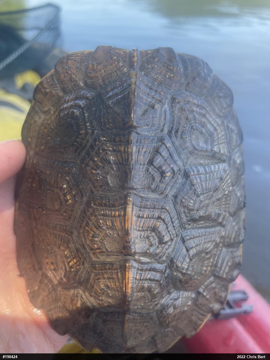 Wood Turtle