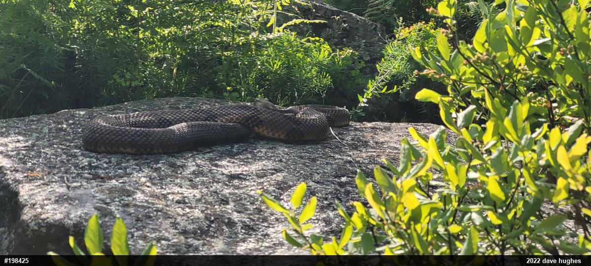 Timber Rattlesnake