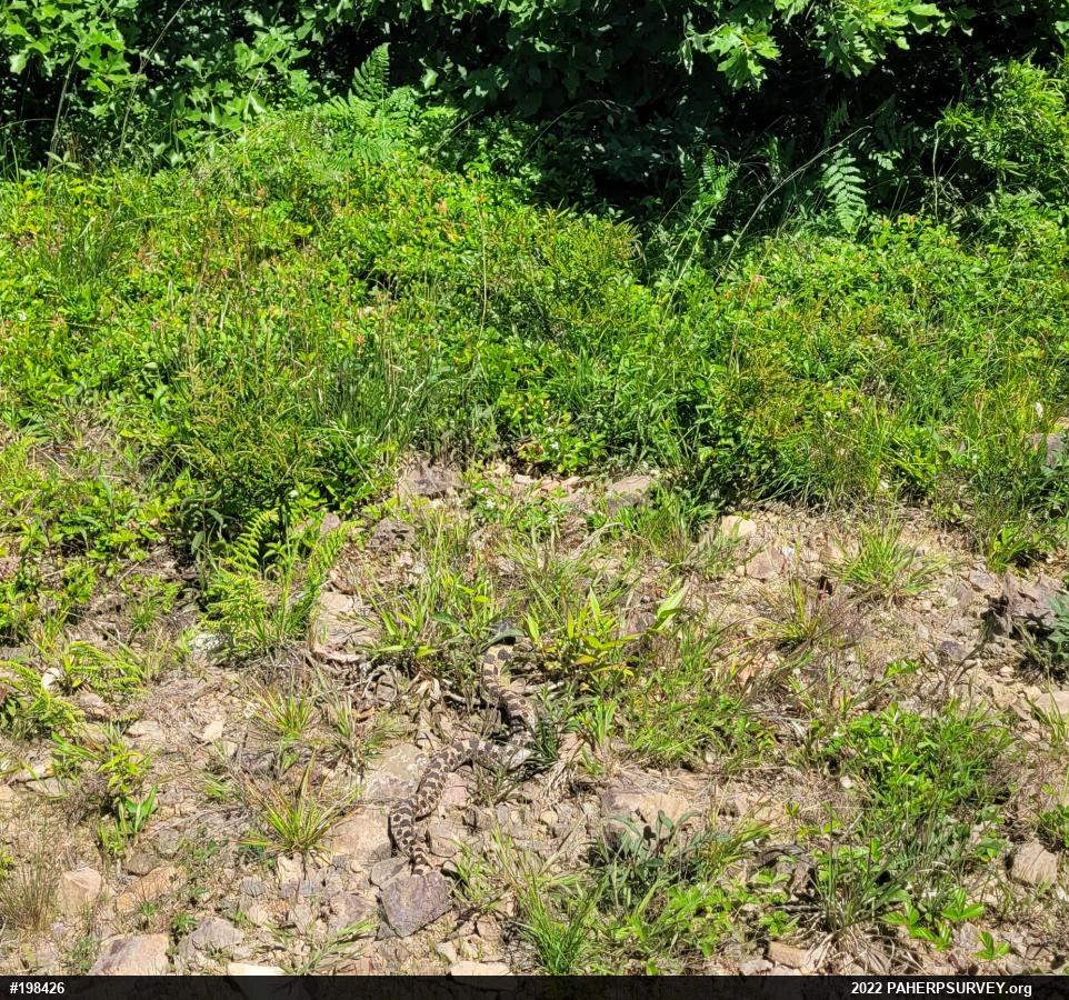 Eastern Hog-nosed Snake