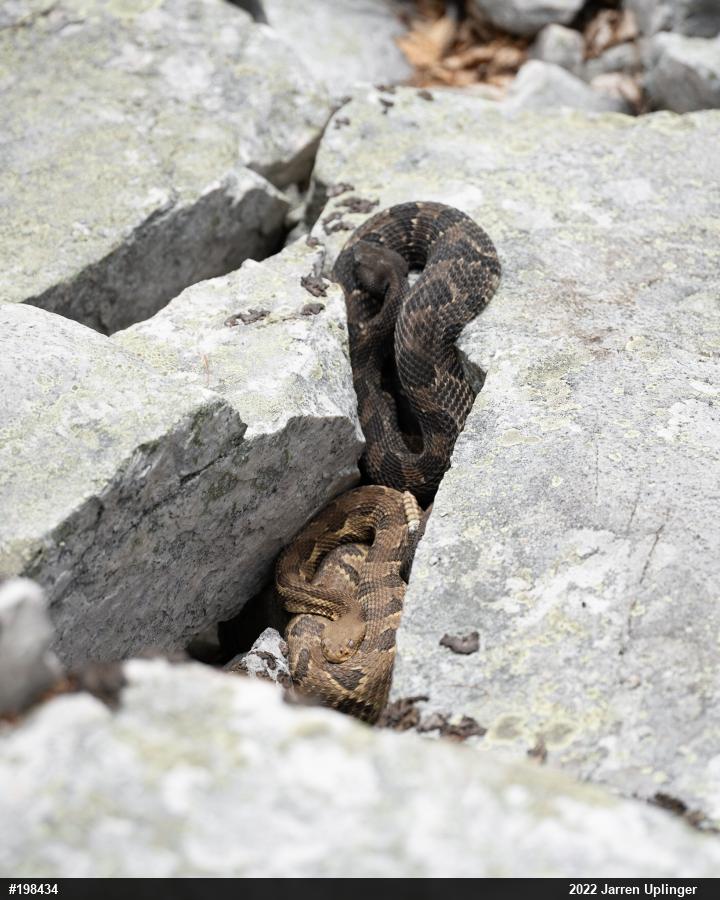 Timber Rattlesnake