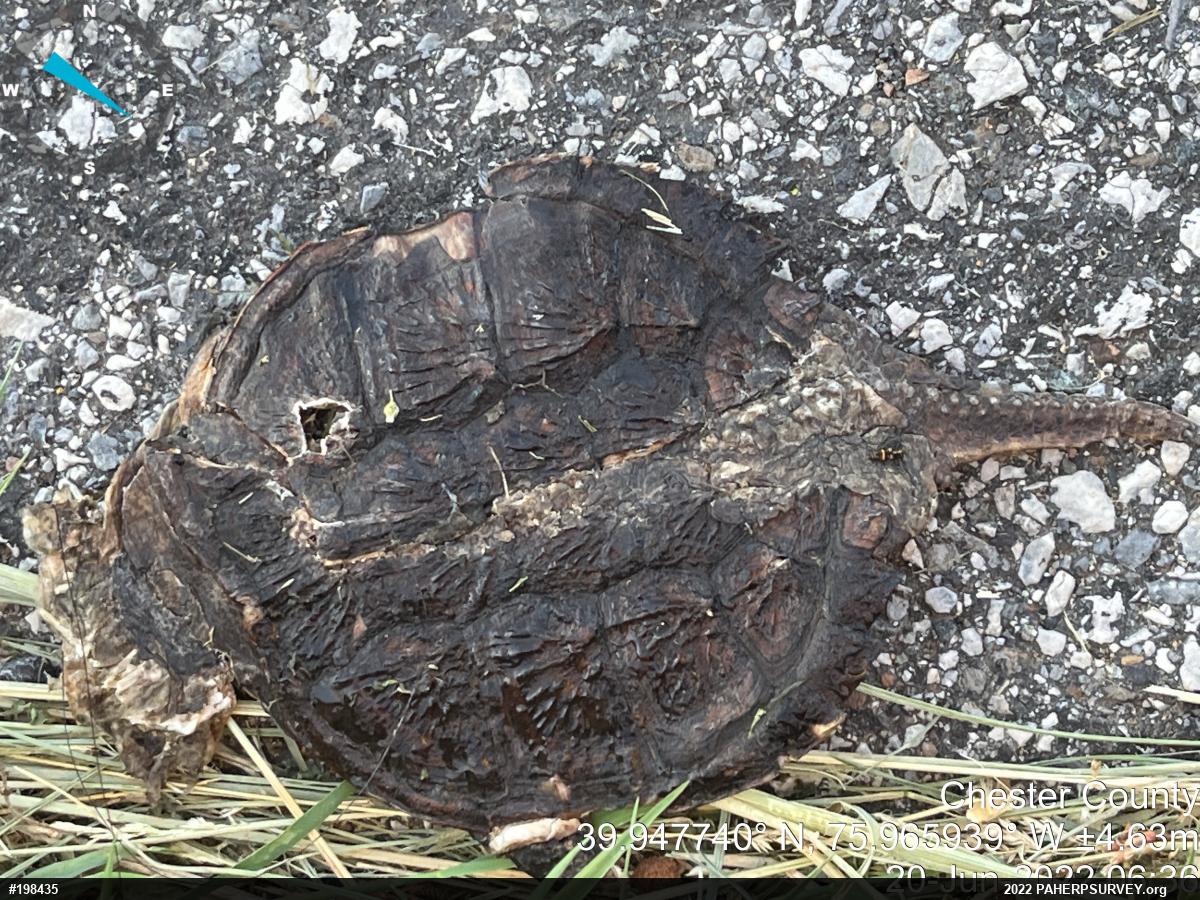 Snapping Turtle