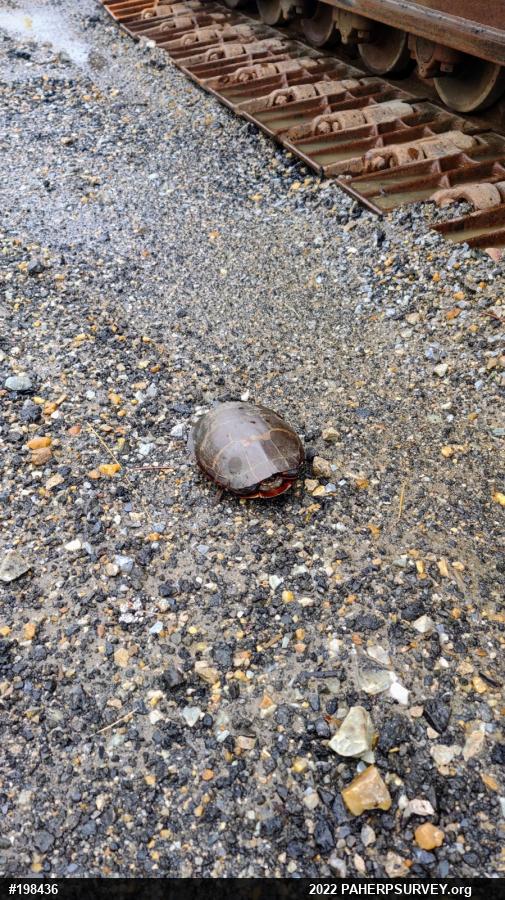 Painted Turtle