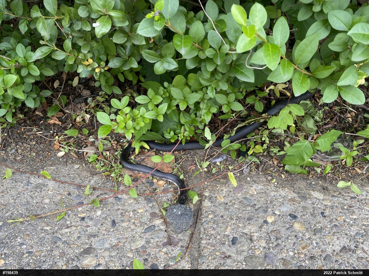 Eastern Ratsnake