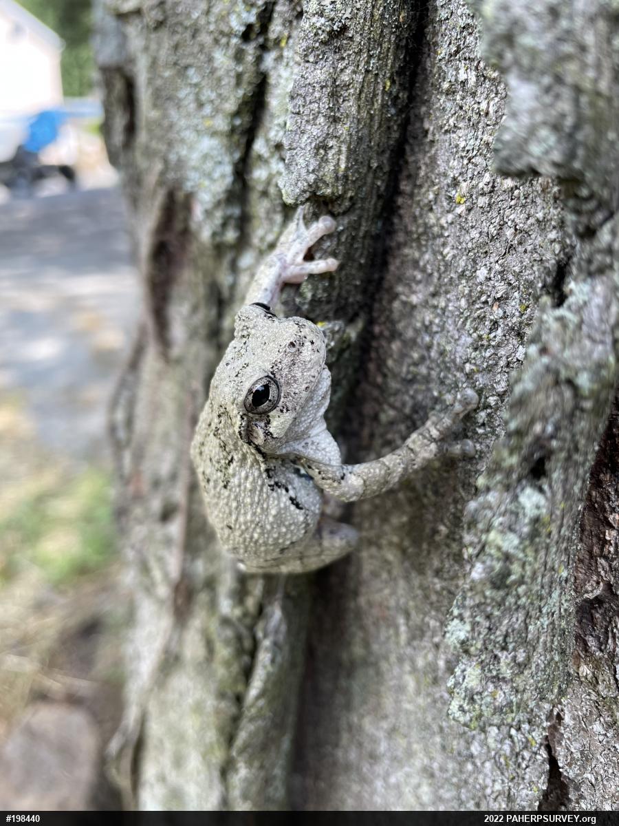 Unknown Gray Treefrog