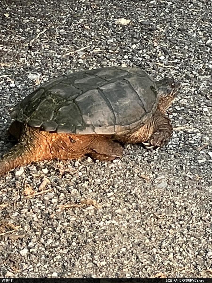 Snapping Turtle
