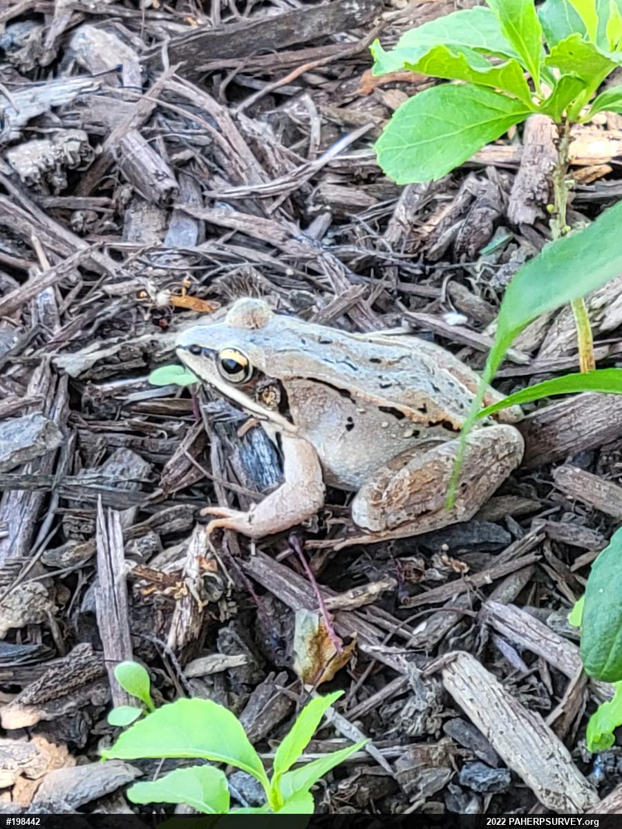 Wood Frog