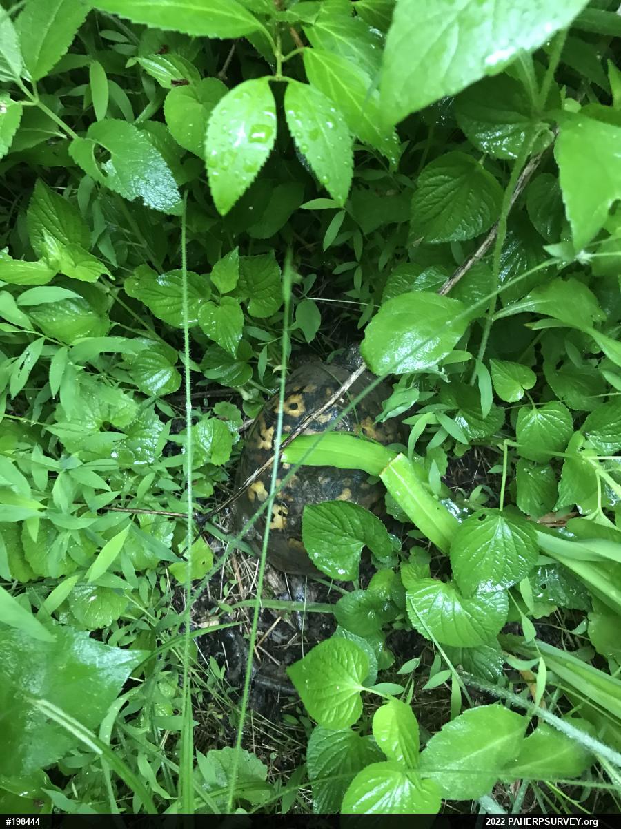 Eastern Box Turtle