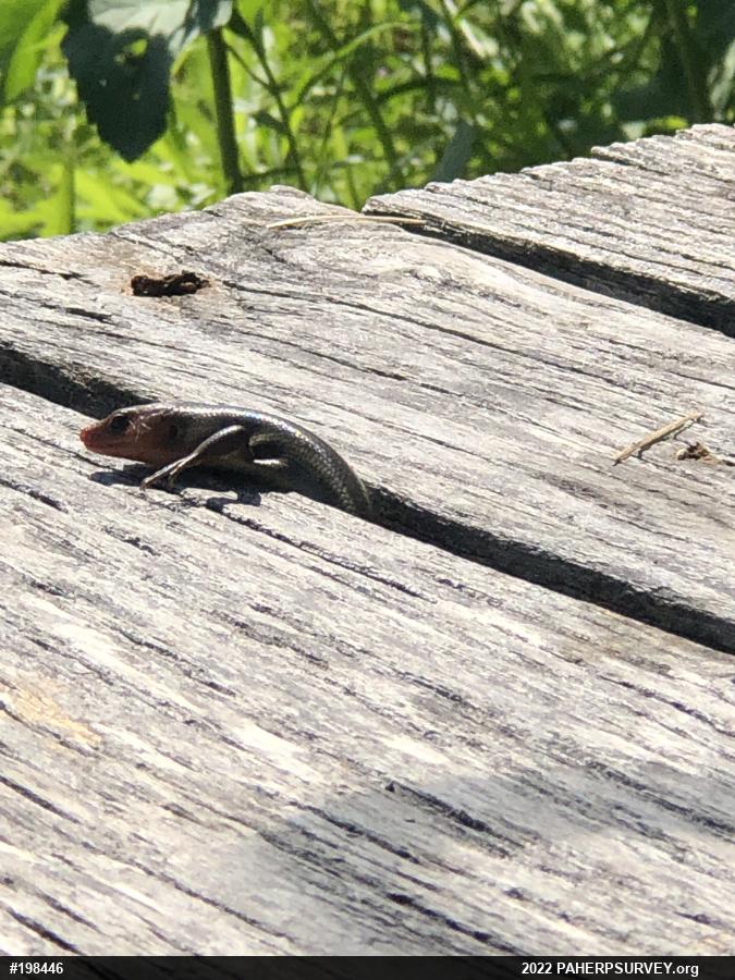 Common Five-lined Skink