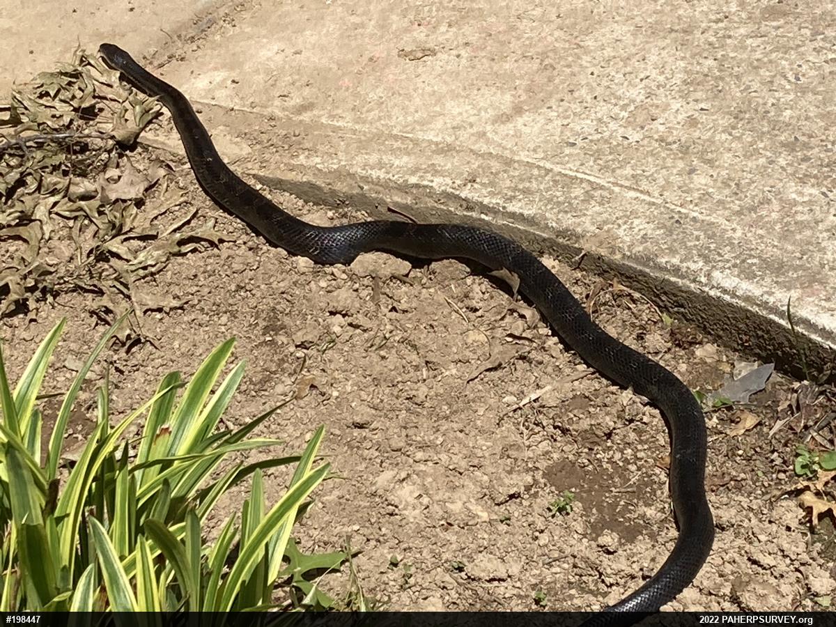 Eastern Ratsnake