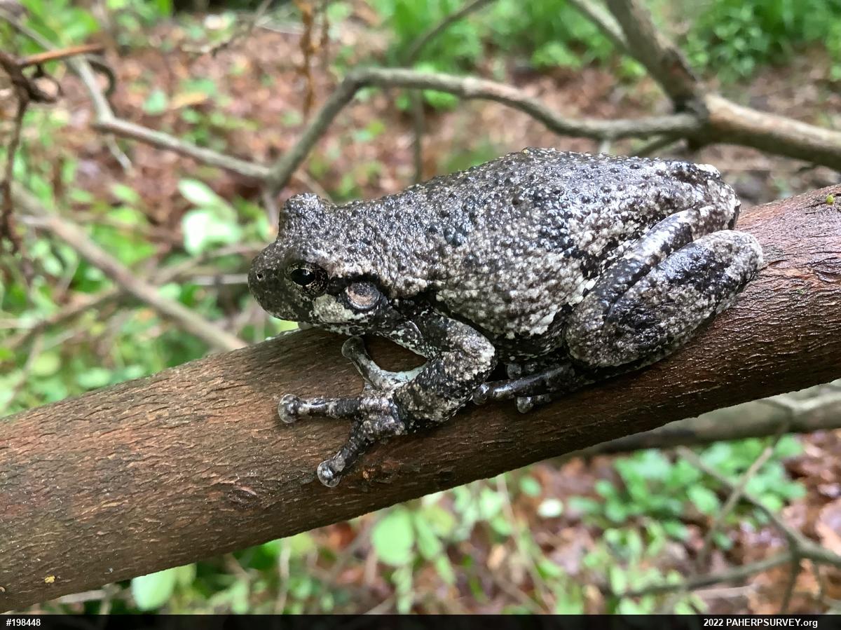 Unknown Gray Treefrog