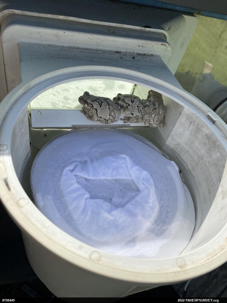 Unknown Gray Treefrog