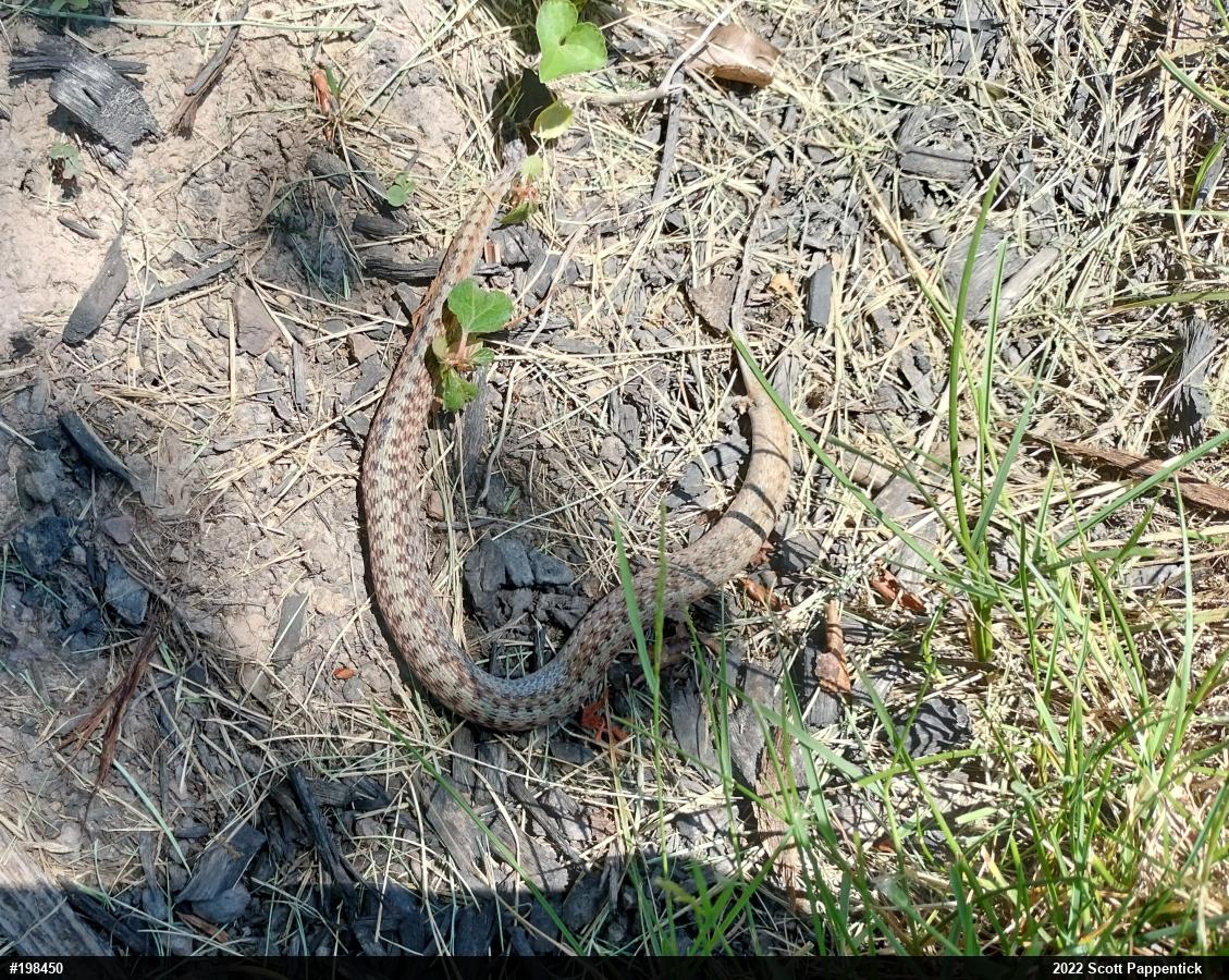 Dekay's Brownsnake