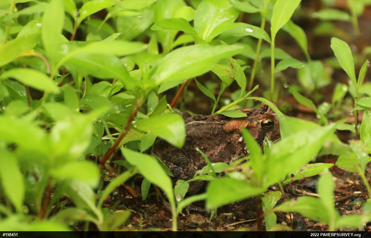 Eastern American Toad