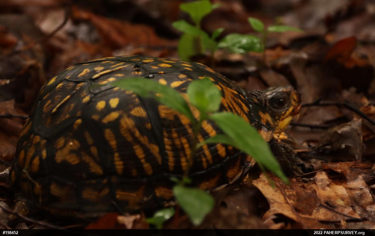 Eastern Box Turtle