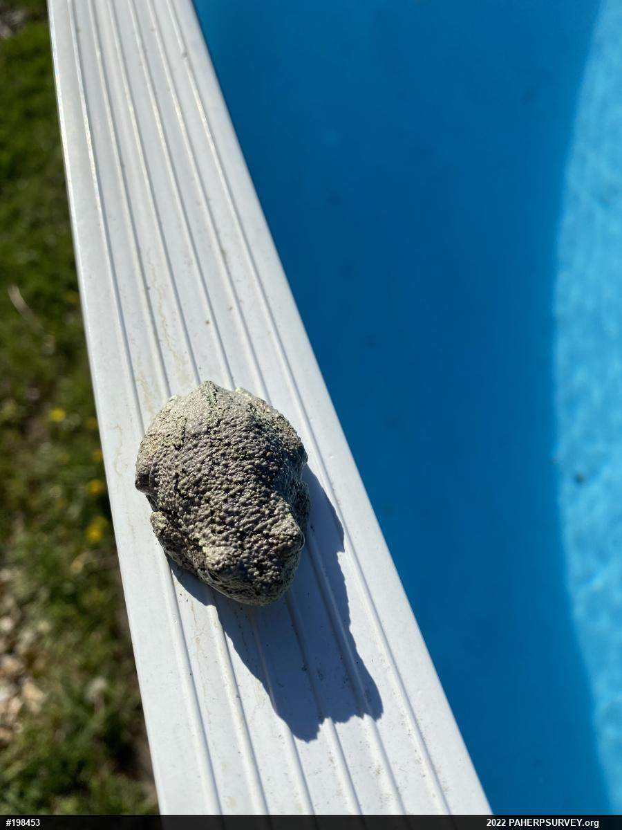 Unknown Gray Treefrog