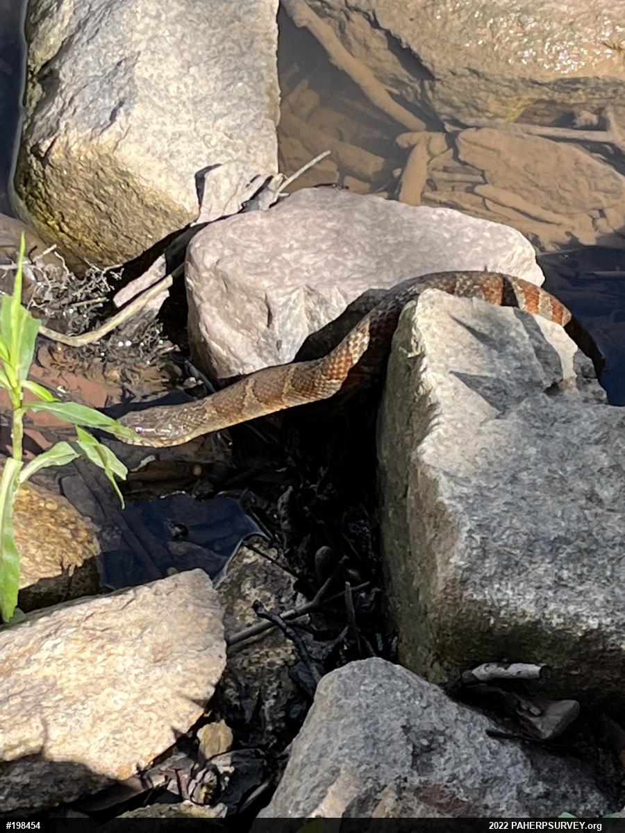 Northern Watersnake